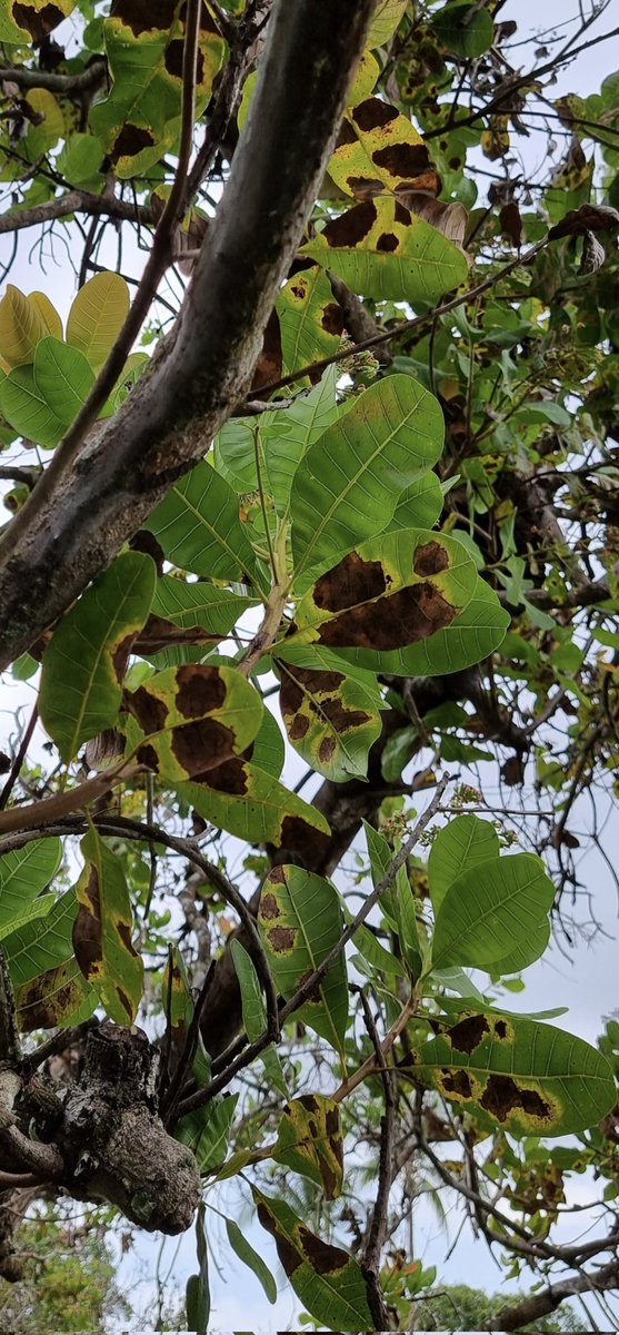 lcmejiafranco's tweet photo. Read our latest #research on #Calonectria leaf blight of #cashew trees, published with @SpringerNature in @Plant_Pathogens Australasian Plant Pathology.
https://t.co/eNB0MelSCM
#marañon
@LRamirezCamejo https://t.co/KFD7myZ0Xb