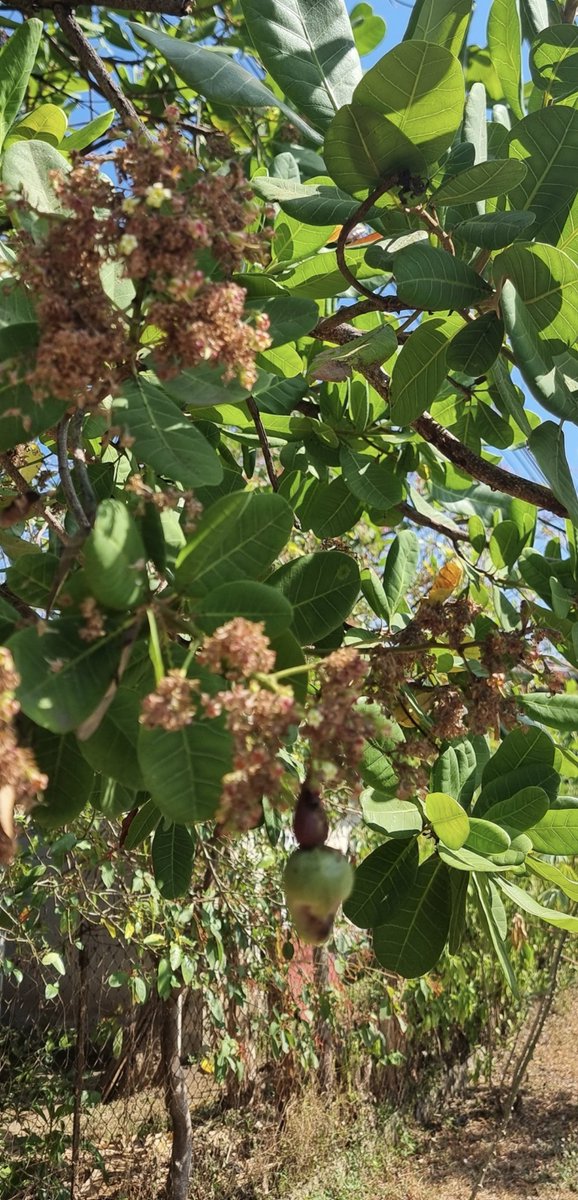 lcmejiafranco's tweet photo. Read our latest #research on #Calonectria leaf blight of #cashew trees, published with @SpringerNature in @Plant_Pathogens Australasian Plant Pathology.
https://t.co/eNB0MelSCM
#marañon
@LRamirezCamejo https://t.co/KFD7myZ0Xb