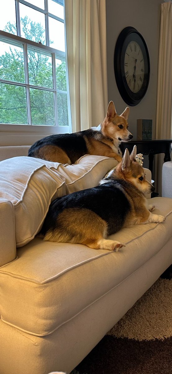lauraffaulkner's tweet photo. @bunsenbernerbmd Larry &amp; Poppy say hi! https://t.co/FxvULs43Ca
