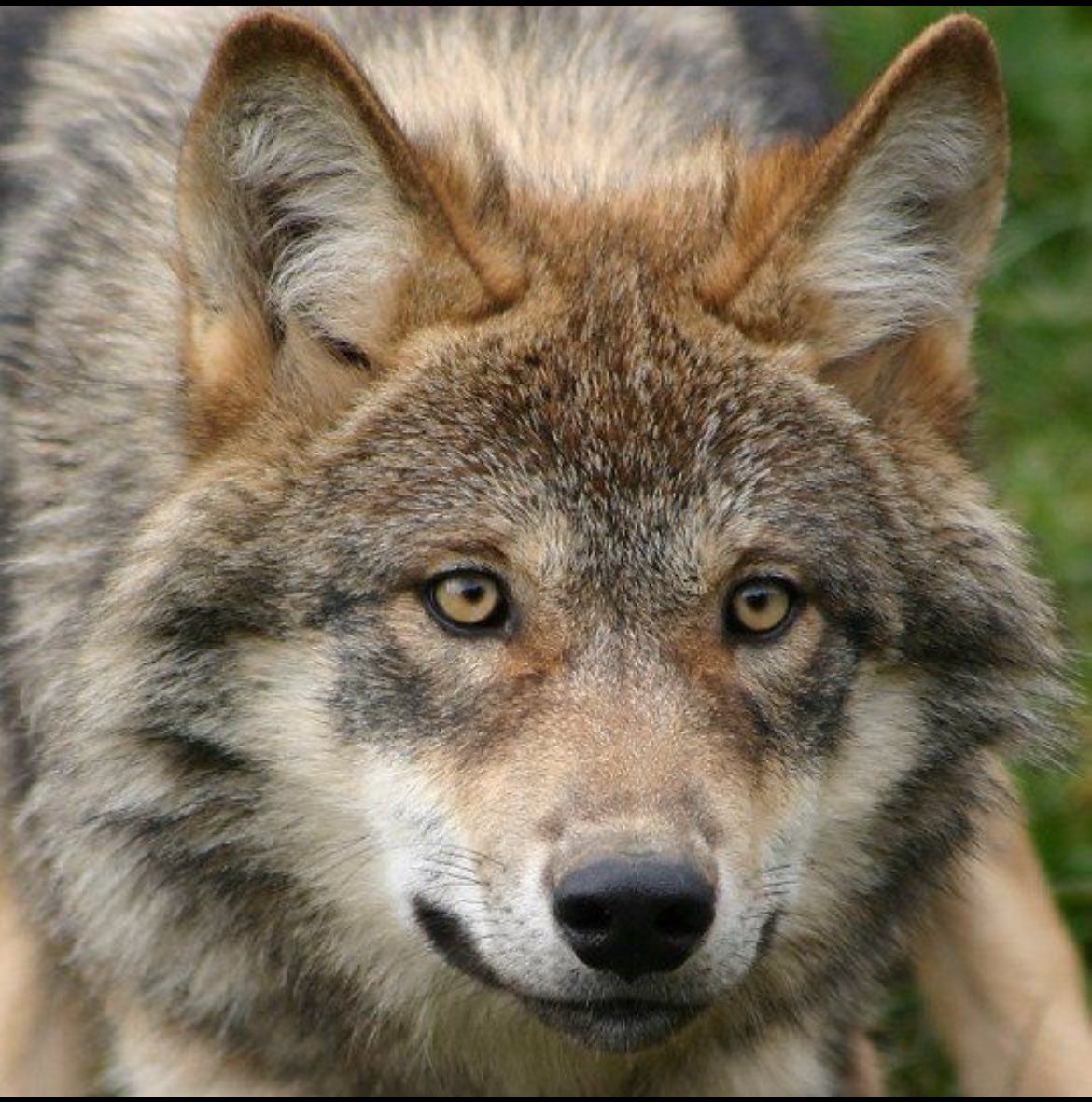 JordiAlterego's tweet image. Rom sabía que el aullido provenía de un sitio fijo no muy lejano. Empezó a subir la colina al pie de la cabaña, en dirección noroeste.

Menos de dos horas más tarde, tenía delante un enorme ejemplar de lobo adulto. Debería pesar alrededor de 50 kg. Tenía una

Pic via @wolflope