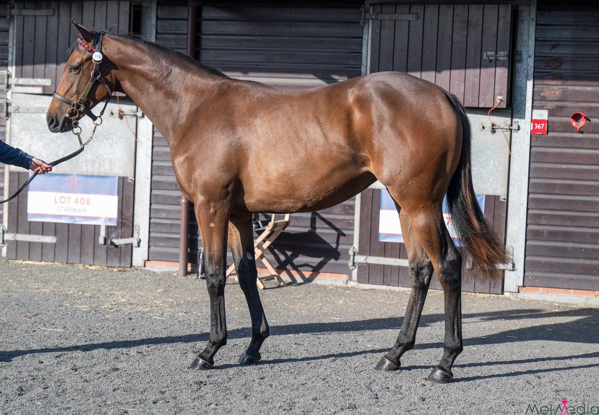 Lot 115 <a href="/GoffsUK/">Goffs UK</a> a quality correct filly from the 1st yearling crop of the precocious Gr2 winning #NandoParrado <a href="/IrishNatStud/">Irish National Stud</a> selling tommorow <a href="/jamierailton/">Jamie Railton Sales Agency</a> from a strong fillies/mares family @lanwades 
vimeo.com/1002389665?sha…