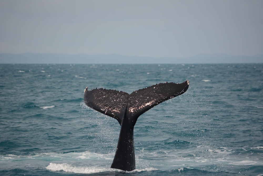 UW SAFS (@uw_safs) on Twitter photo 🐋A new study challenges conventional thinking about how populations of large baleen #whales recover from whaling, with researchers revealing that populations continue increasing rapidly for a wide range of recovery levels.
Full story⤵️ fish.uw.edu/2024/08/rapid-…
<a href="/TrevorABranch/">Trevor Branch (moved to Bluesky)</a> 🐋A new study challenges conventional thinking about how populations of large baleen #whales recover from whaling, with researchers revealing that populations continue increasing rapidly for a wide range of recovery levels.
Full story⤵️ fish.uw.edu/2024/08/rapid-…
<a href="/TrevorABranch/">Trevor Branch (moved to Bluesky)</a>