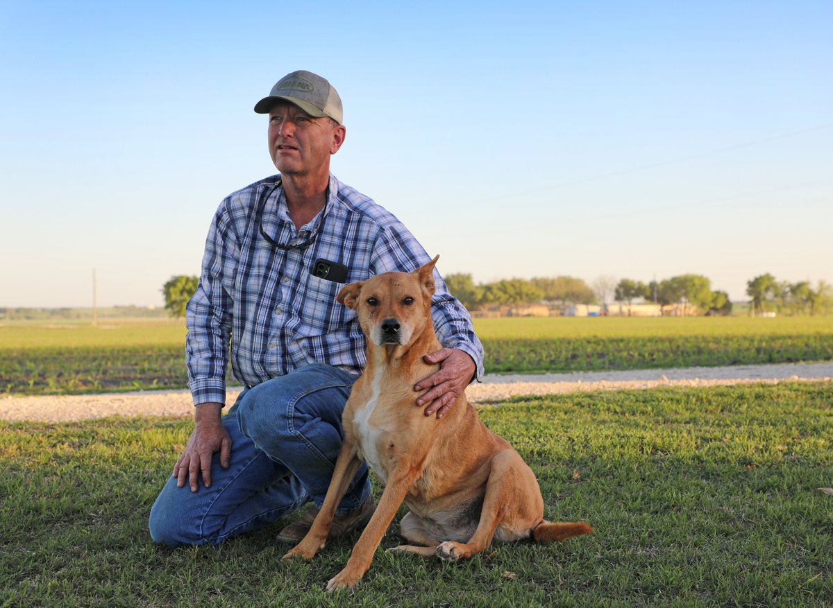 TexasFarmBureau's tweet photo. Farm dogs: They come in different colors and sizes, but each one is FURever faithful! And we’re howling praise for all the farm and ranch dogs on #NationalDogDay! https://t.co/46DlRbIHRY