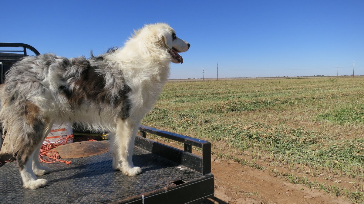 TexasFarmBureau's tweet photo. Farm dogs: They come in different colors and sizes, but each one is FURever faithful! And we’re howling praise for all the farm and ranch dogs on #NationalDogDay! https://t.co/46DlRbIHRY