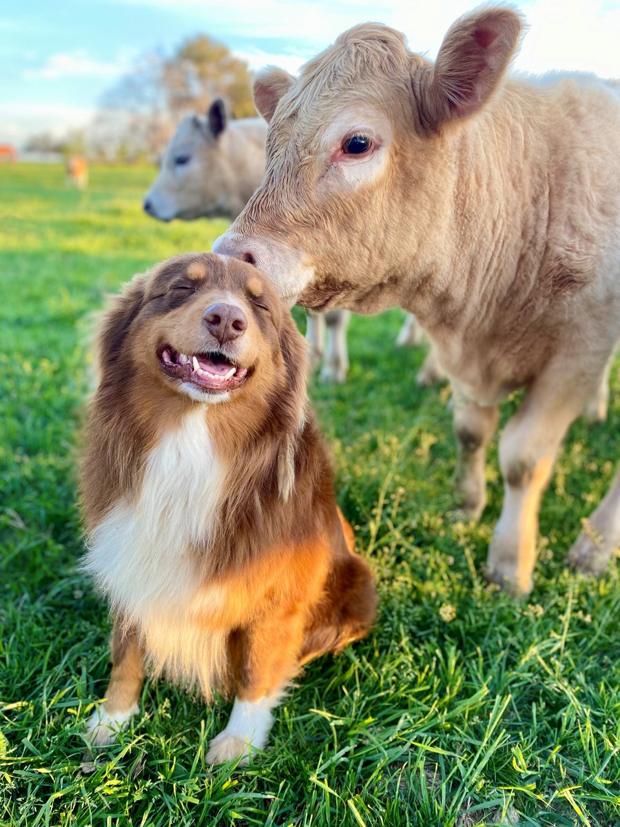 TexasFarmBureau's tweet photo. Farm dogs: They come in different colors and sizes, but each one is FURever faithful! And we’re howling praise for all the farm and ranch dogs on #NationalDogDay! https://t.co/46DlRbIHRY