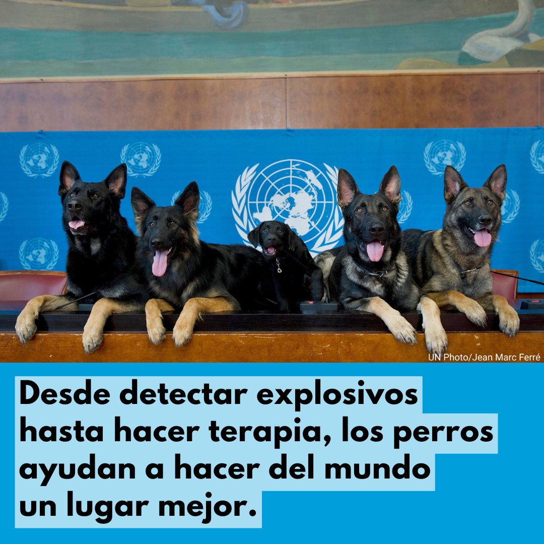 🐕‍🦺 Perros detectores de explosivos

🐶 Perros de terapia

🐕 Perros de desminado

En el #DíaDelPerro, agradecemos a todos nuestros colegas de cuatro patas y a sus guías su esfuerzo por hacer del mundo un lugar mejor.