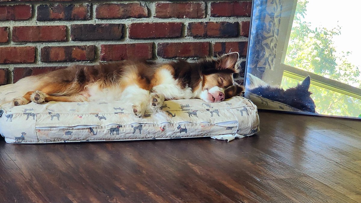 ambersplace's tweet image. It's #nationaldogday, and it's a Monday. Current motivation levels reflected here