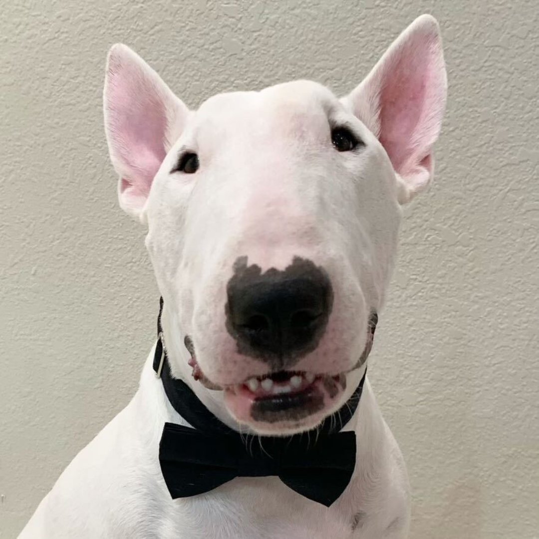 BlufishDesign's tweet photo. Today we are celebrating National Dog Day with the pups of Blufish! We love having furry friends to come home to after a day in the office. Make sure to show your pups some extra love this National Dog Day with lots of pets, treats, and long walks! 🐶💙 https://t.co/03yh3jMqOK