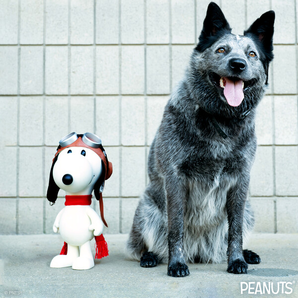 super7store's tweet photo. We’re celebrating #InternationalDogDay with a special Peanuts SuperSize Vinyl Figure giveaway featuring Snoopy as the Flying Ace, complete with his iconic doghouse box! 🐾
To enter: 
1. Must follow us @super7store 
2. RT AND Like this post
#Super7 #Snoopy #Peanuts #Giveaway https://t.co/Pr6WCiTVYd