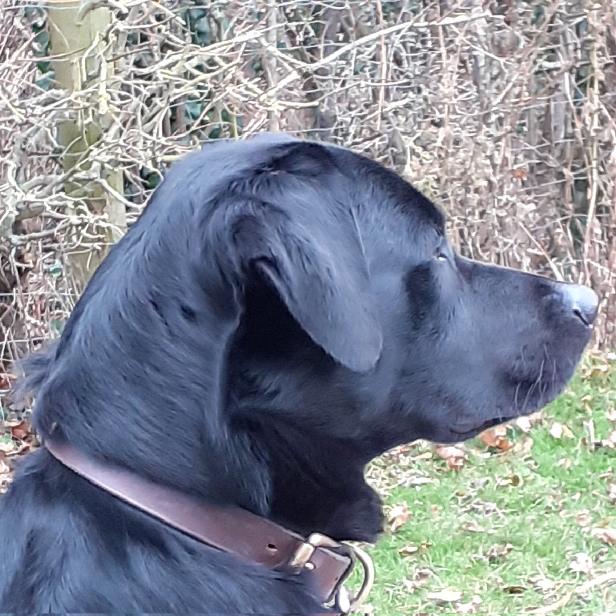 FurbabyPrince's tweet photo. Well, it's #Internationaldogday to day, so this is me #LeotheLab boss of the house, chief morsel taster and good at exercising my humons, have a great day #furpals https://t.co/LFgNUKSlP2