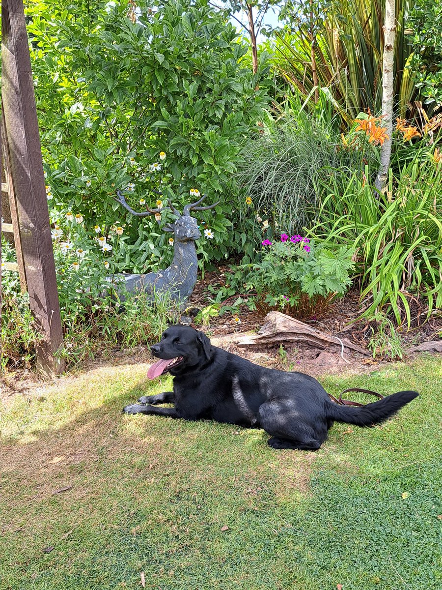 FurbabyPrince's tweet photo. Well, it's #Internationaldogday to day, so this is me #LeotheLab boss of the house, chief morsel taster and good at exercising my humons, have a great day #furpals https://t.co/LFgNUKSlP2