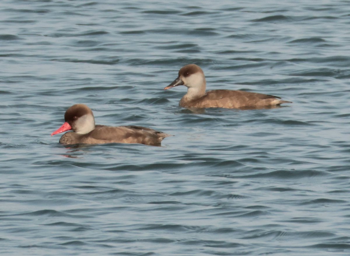 Daryl Rhymes tweet media