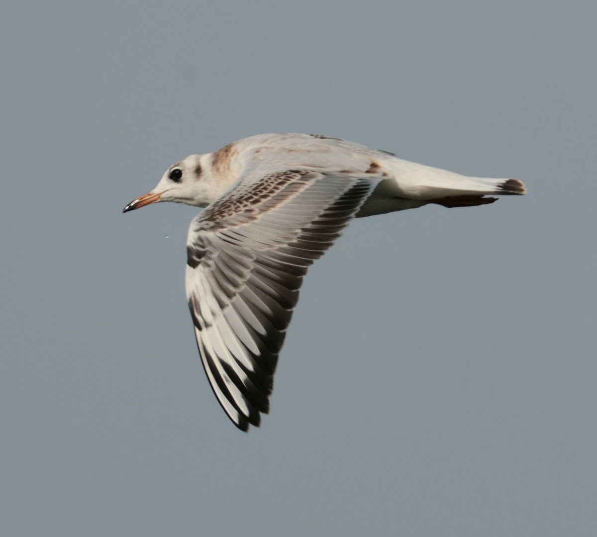 Daryl Rhymes tweet media