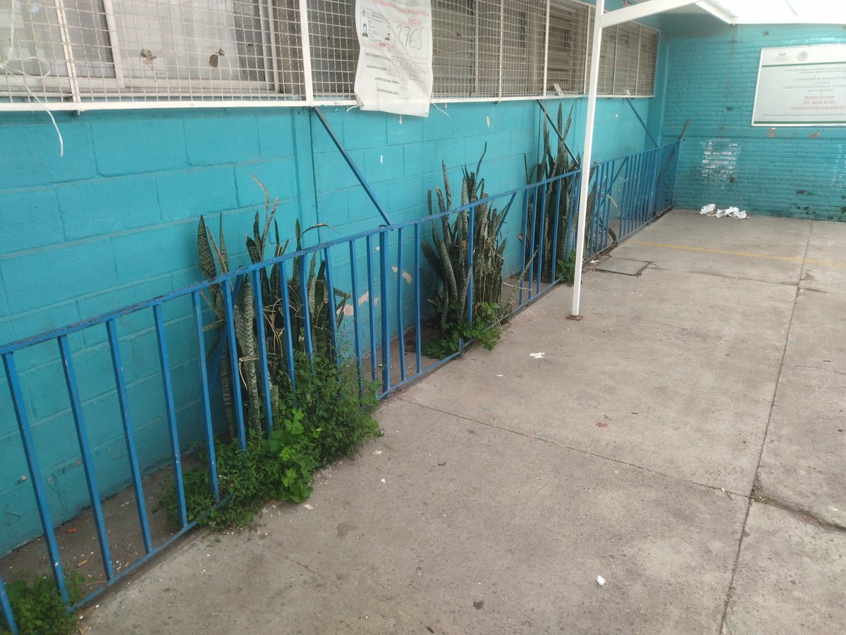 irisrufinolope5's tweet photo. @SEP_mx @lopezobrador_ Dónde está el higiene aquí ? Heces por doquier, basura, muchas moscas, apesta horrible y es el primer dia de clases, esto es en la escuela primaria Jesus Narváez Galeano turno matutino, esto lleva mas de una semana no es posible https://t.co/vxFP3m1nOj
