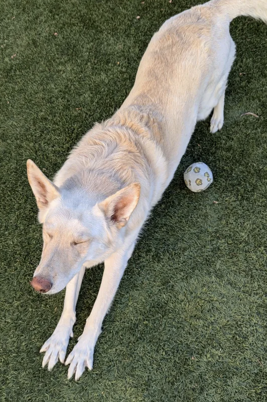 MoffCrux's tweet photo. My sweet girl Lexi doin' morning yoga with me! https://t.co/hWqdJ0kXTM