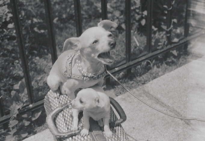 nypl's tweet photo. To prove we're not biased, here's a selection of good boys from the collection for #NationalDogDay 🐶 https://t.co/EgIase4yaB