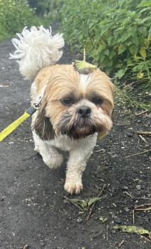 millypod1's tweet photo. 🆘20 AUG 2024 #Lost MILO #ScanMe
Tan & White Shih Tzu Cross Male
White stripe on forehead. Wearing dark Green Collar.
#Leysdown #ME12 #LeysdownOnSea
East coast of The #IsleOfSheppey
Borough of #Swale #Kent
https://t.co/zBUBNvVOMD https://t.co/NL7i7siwg6
