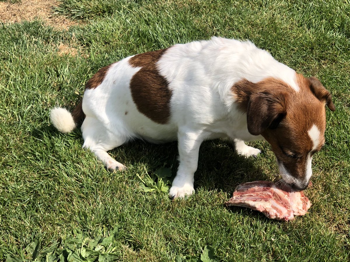 Chappers2013's tweet photo. A tasty bone in the garden to celebrate #internationaldogday
for @PBaloo #littlelegs and #rpdrex https://t.co/pJH5rSyAU4