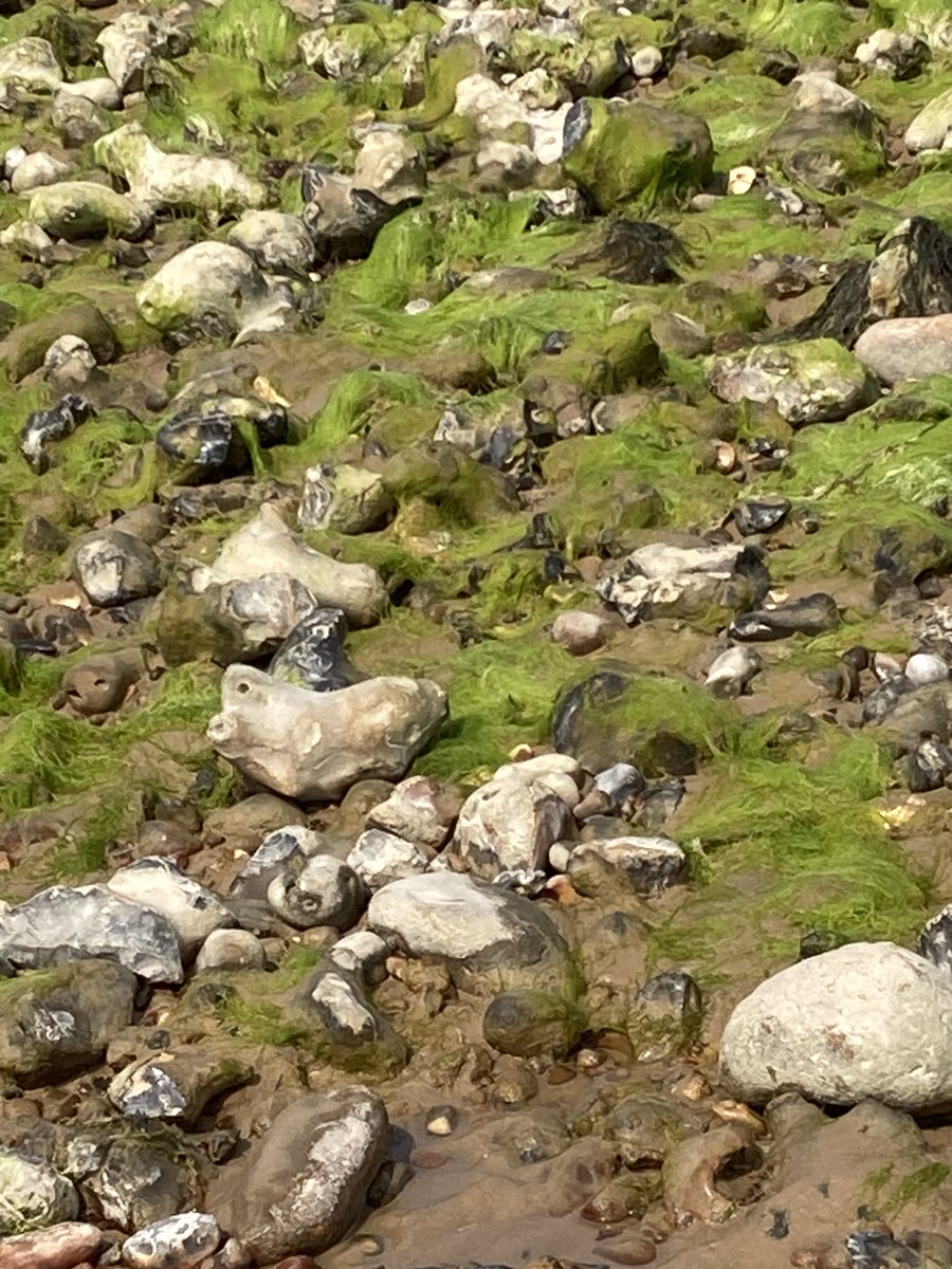 Suzanne Duncanson tweet media