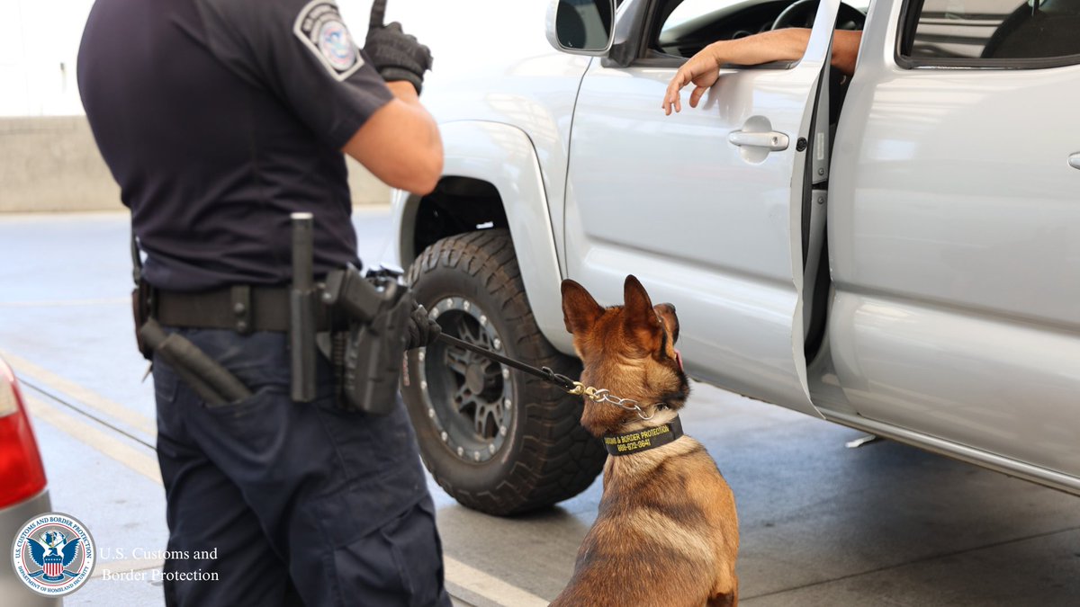 DFOSanDiegoCA's tweet photo. Happy #NationalDogDay 🐾 from the #SDFO! Today, we honor the dedicated @CBP K9 units that play a vital role in safeguarding our borders. A special thanks to all the handlers and their loyal furry partners for their unwavering commitment to our nation's security. 🐕‍🦺#DogsofCBP https://t.co/py5xElbMIl