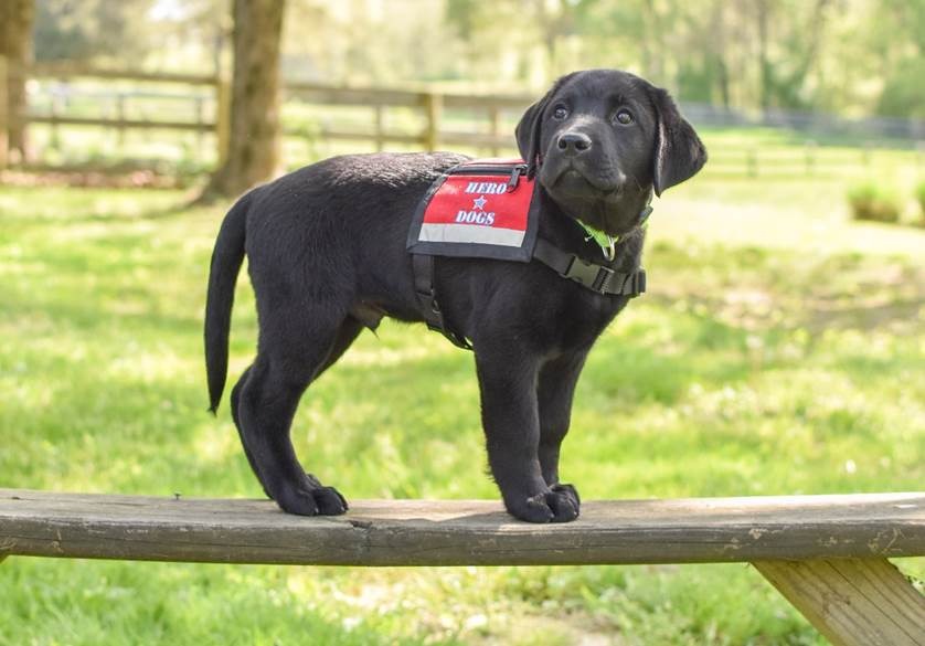 For #NationalDogDay, we’d like to give a pup-date on Gunner, our service puppy in training with <a href="/HeroDogsInc/">Hero Dogs</a>! At just 6 months old, Gunner has started puppy kindergarten and begun his journey to becoming a service dog for a veteran or first responder in need. #WeAreArcfield