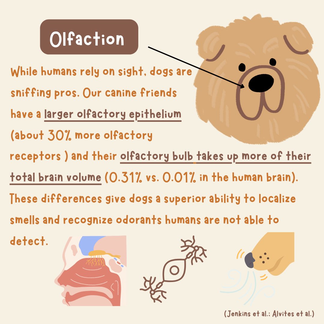 bac_wfu's tweet image. POV: You’re receiving some PAW-sative news….today is National Dog Day! 🐶 In celebration of our K9 companions, let’s take a deeper look into the minds of man’s best friend. What makes a fury friend’s brain similar &amp;amp; different from our own? 🐾🦴🦮. Comment with a pic of your dog!
