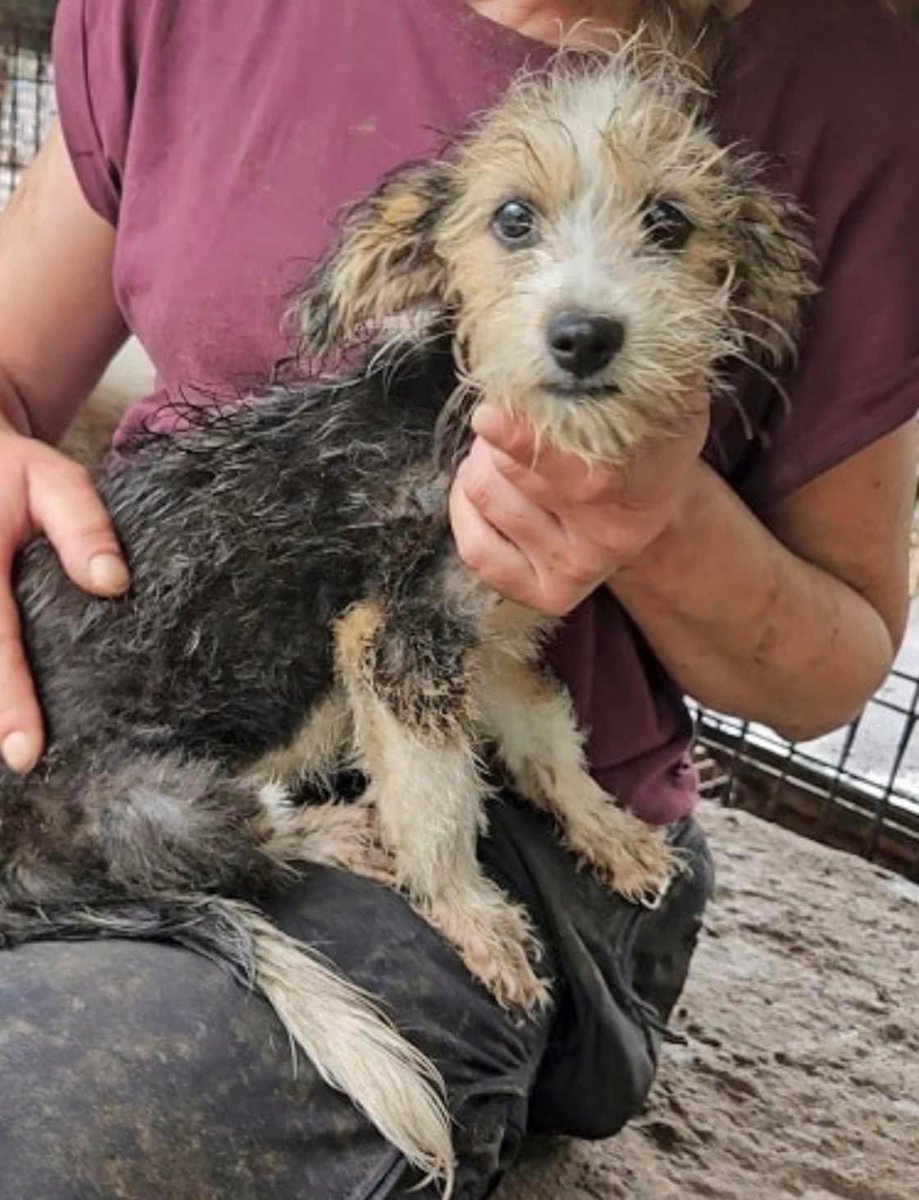 Welpenmädchen MIRI möchte bei ihren Menschen aufwachsen ❣️

📍wartet im Tierheim Bucov   

Das zuckersüße Welpenmädchen MIRI mit den niedlichen Öhrchen war so glücklich über unseren Besuch. 

🐶Profil:  
prodogromania.de/alle-hunde/mir…

💌Kontakt: info@prodogromania.de