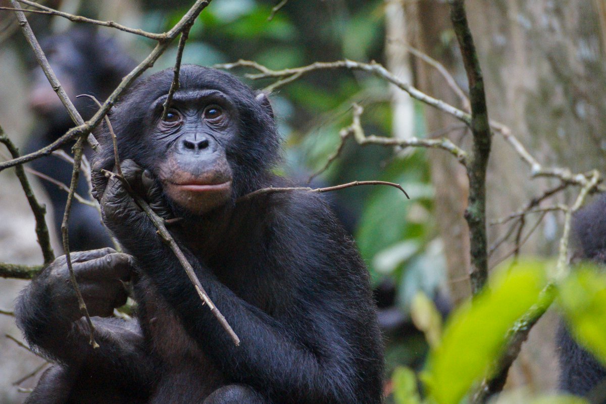WE ARE HIRING FOR OUR 1-YEAR FELLOWSHIP:

Interested in working with wild bonobos and local field assistants on long-term data collection of social behavior and physiology in the Democratic Republic of Congo? 

See information below and apply ASAP! 🙊🌴🇨🇩