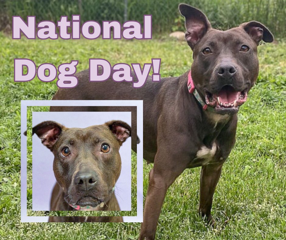 Animal House Shelter tweet media