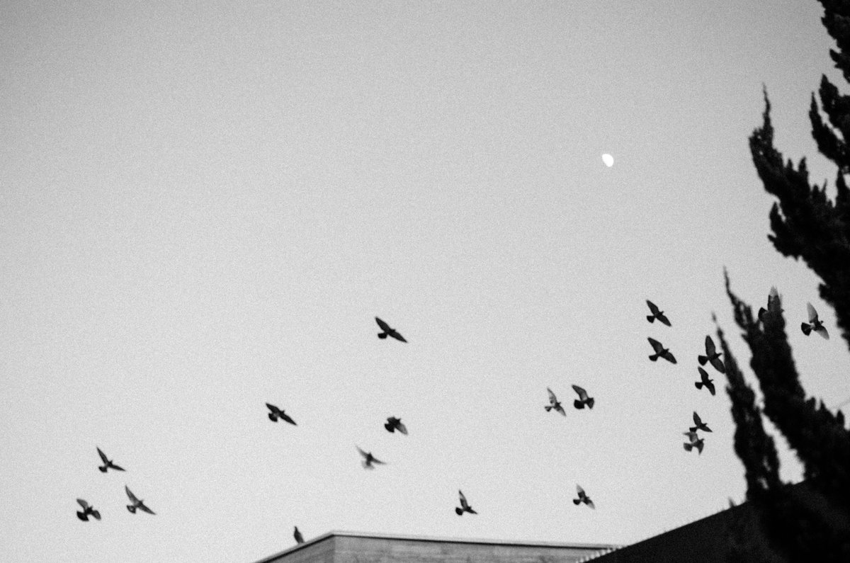 astronauta da saudade tweet media