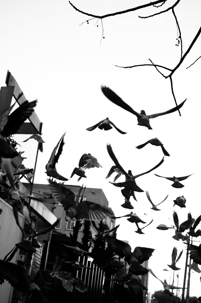 astronauta da saudade tweet media