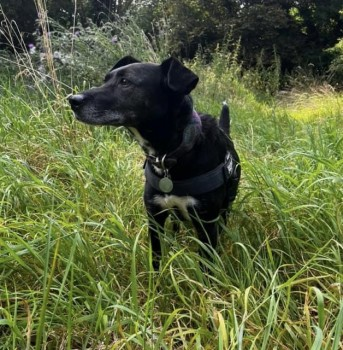 millypod1's tweet photo. 🆘26 AUG 2024 #Lost BODI #ScanMe #Tagged
OLDER Black/White Patch Terrier Cross Female
Wearing a Purple Collar & Black Harness.
#LongStratton #Norfolk #NR15 https://t.co/FgV6Nmix3C https://t.co/kmgf9hP0M0