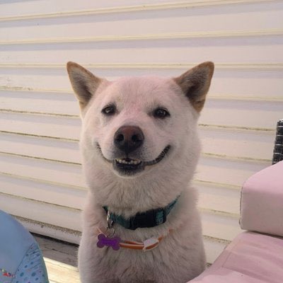 SolSammi's tweet photo. My favorite dog of them all $JOEY 🐕

Already up 100k -> 150k but going so much higher🚀

If this posts gets 100 likes adding to my $JOEY BAG 

Long live $JOEY https://t.co/Fkw669RSV8