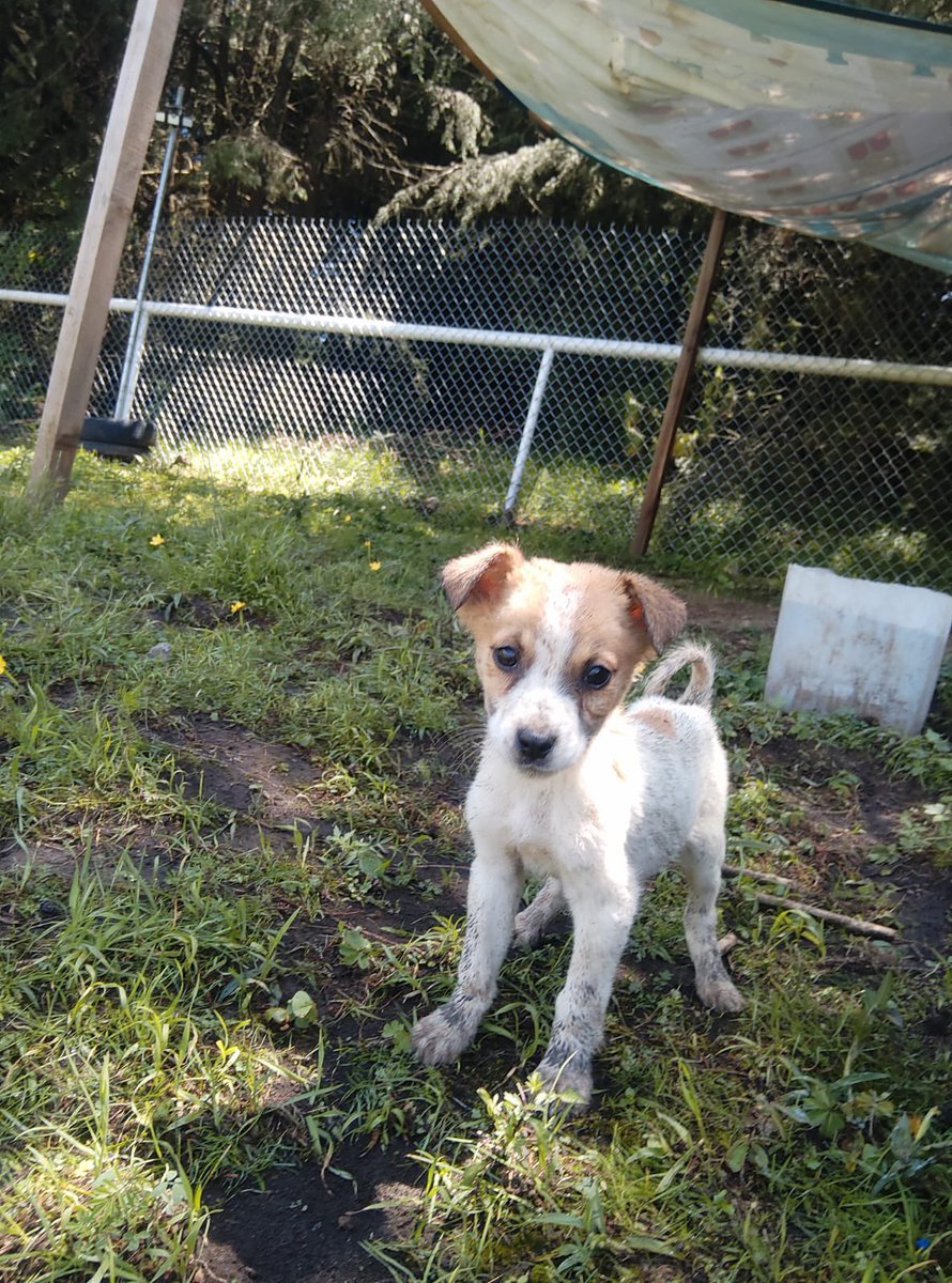 FundacionToby's tweet photo. El Kinder Toby hoy 🐾

Tenemos muchísimos cachorros en adopción amigos!!
Agenden cita para venir a conocerlos 
WhatsApp 5585578277 ✨ https://t.co/y4311nbTjW