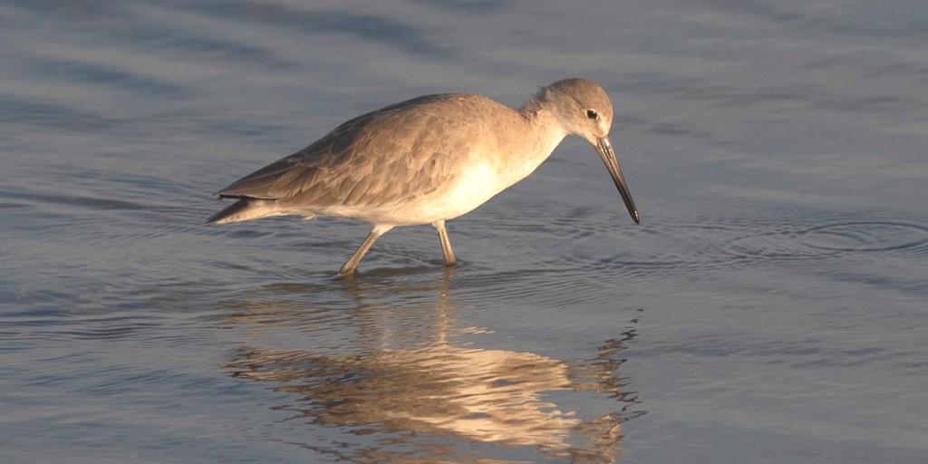 Ever wonder, "What kind of bird is that?" when you see one of these gray or brown birds hunting along the bayside beach in Panama City? It's called a Willet! They're larger than most of the local shorebirds and easy to identify by their straight bills. 
#DestinationPanamaCity