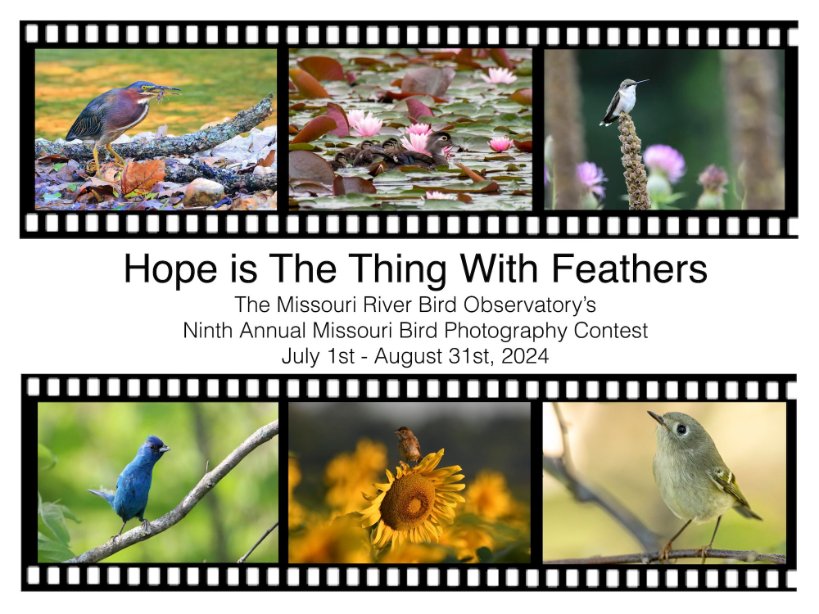 There's still time to submit your entry for <a href="/MoRiverBirdObs/">MO River Bird Observatory</a> Annual Missouri Bird Photography Contest! Learn more and submit your best bird pics at mrbo.org