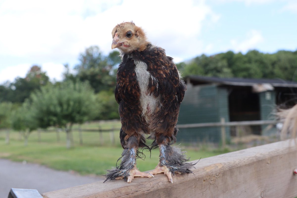 Farmily_buckets's tweet photo. Percy is growing bigger by the day, but I can’t quite figure out what this one will look like when bigger. Thankfully Chris has tracked Percy’s progress over at @caenhillcc so we’ll be able to compare as this one keeps growing.
#caenhillcc #percythebantam #bantamchick https://t.co/8XIAxOEHkp