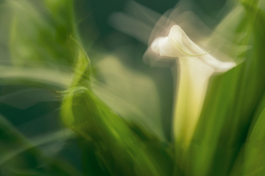 dougbraz1's tweet photo. Some lily action. https://t.co/UytbyGe1qI