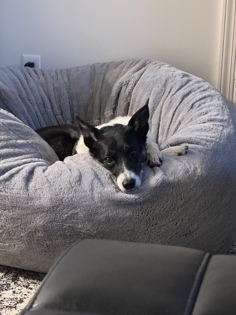 Asivrs (Rachel) tweet media