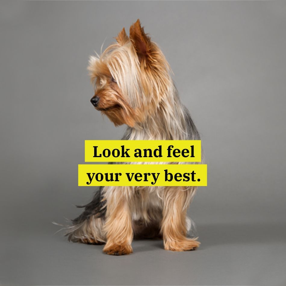 WaggingTailsPR's tweet image. Looking for the PAWfect grooming package? We've got something for every #dog at The Canine Spa! Learn more here: buff.ly/4dCJDmB