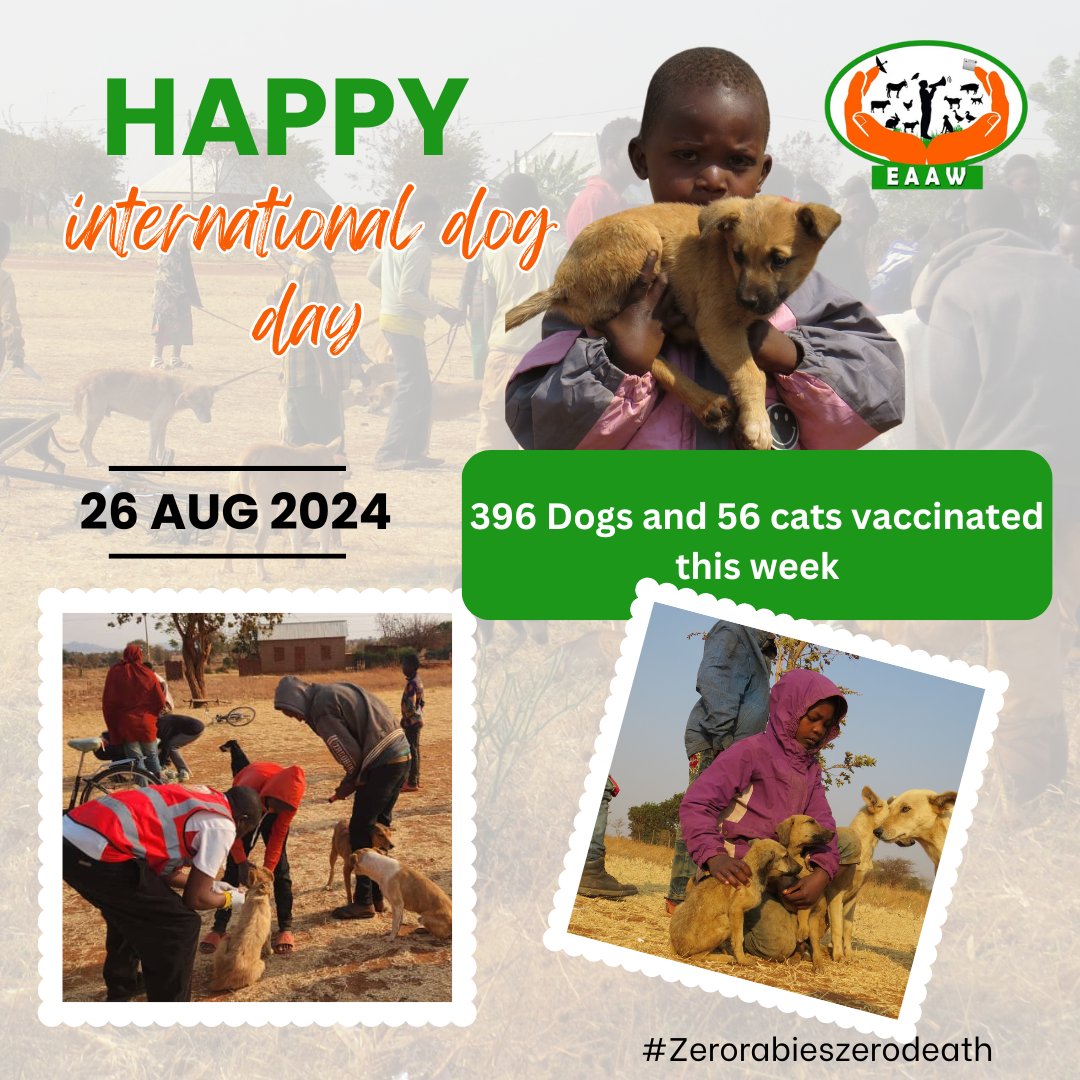 EducationAAW's tweet photo. In celebration of world dog day. EAAW spends two days in the field to vaccinate dogs in two villages at Mkalama District, whereby 396 dogs and 56 cats are vaccinated against rabies and receive skin disease treatment. Join our hands in combating rabies
#ZerorabiesZerodearth2030 https://t.co/zle1CZWNZR