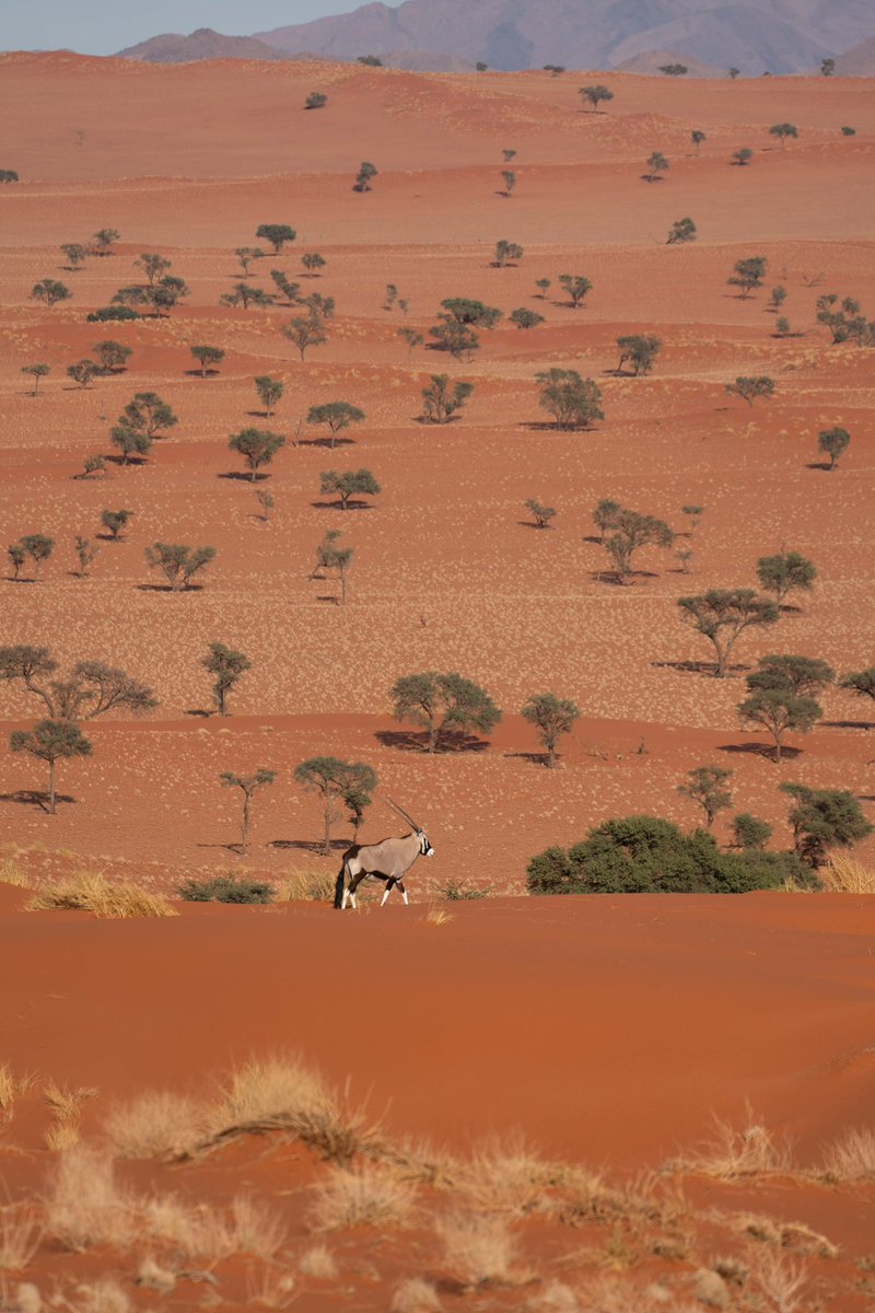 HarteltTim's tweet photo. As part of an exchange program between educators, I was in Namibia for the past month. We spent a week at our exchange partners‘ schools, had a training in ESD, visited educational institutions, enjoyed the nature, and had a lot of fun. Can’t wait to welcome you soon in Germany! https://t.co/ZJ5eDSXfHZ
