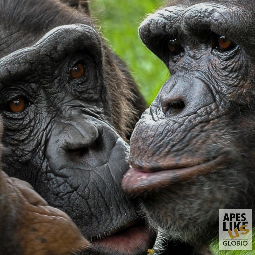 globioapes's tweet image. Happy Monday, gang! What did you get up to this past weekend?

📸 ©GEllis/GLOBIO

#HappyMonday #WeekendRecap #MondayMotivation #WeekendVibes #StartOfTheWeek #MondayFeels #WeekendFun #MondayMood #WhatDidYouDo #PhotoOfTheDay #Networking