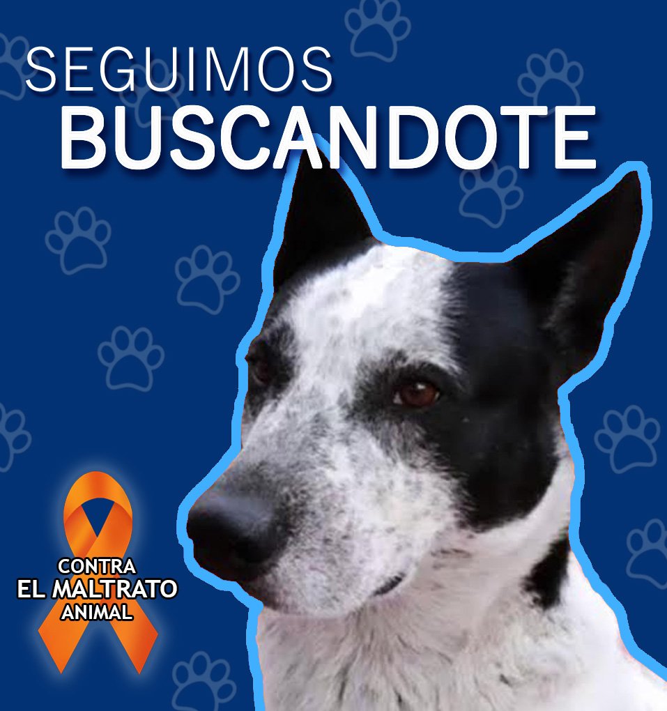 h_ale's tweet photo. Sres @aproavzla , los amantes de los animales, a quienes nos duele en el alma lo que @Farmatodo le hizo al perrito comunitario #Manchas nos gustaría que por favor nos apoyen a denunciar y exigir #JusticiaParaManchas. Contamos con uds verdad?

#FarmaTodoMaltratoAnimal https://t.co/oDF48ChyUc