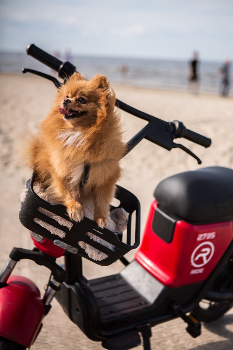 RideMobility's tweet photo. 😍 It’s time to celebrate International Dog Day! 🐾
Our four-legged friends also appreciate the comfort of the RIDE e-bike. ❤️

#InternationalDogDay #RideWithYourDog #FourLeggedFriends #DogAdventures #RIDEeBike #DogLovers #EcoFriendlyTravel #PawsOnThePedals https://t.co/vpB04lCDiz
