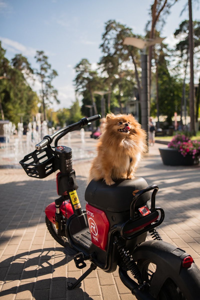 RideMobility's tweet photo. 😍 It’s time to celebrate International Dog Day! 🐾
Our four-legged friends also appreciate the comfort of the RIDE e-bike. ❤️

#InternationalDogDay #RideWithYourDog #FourLeggedFriends #DogAdventures #RIDEeBike #DogLovers #EcoFriendlyTravel #PawsOnThePedals https://t.co/vpB04lCDiz
