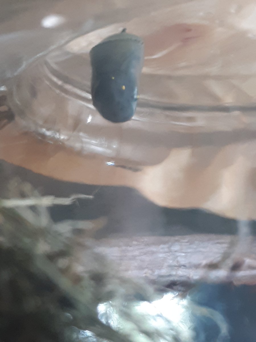 Sumwize's tweet image. Monarch butterfly has transformed &amp;amp; emerged from his chrysalis(its a male)  
Keeping him for another day(adults dont feed the first day out of chrysalis) feed him &amp;amp; release tomorrow🌻🦋
