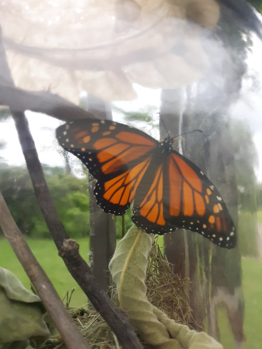 Sumwize's tweet image. Monarch butterfly has transformed &amp;amp; emerged from his chrysalis(its a male)  
Keeping him for another day(adults dont feed the first day out of chrysalis) feed him &amp;amp; release tomorrow🌻🦋