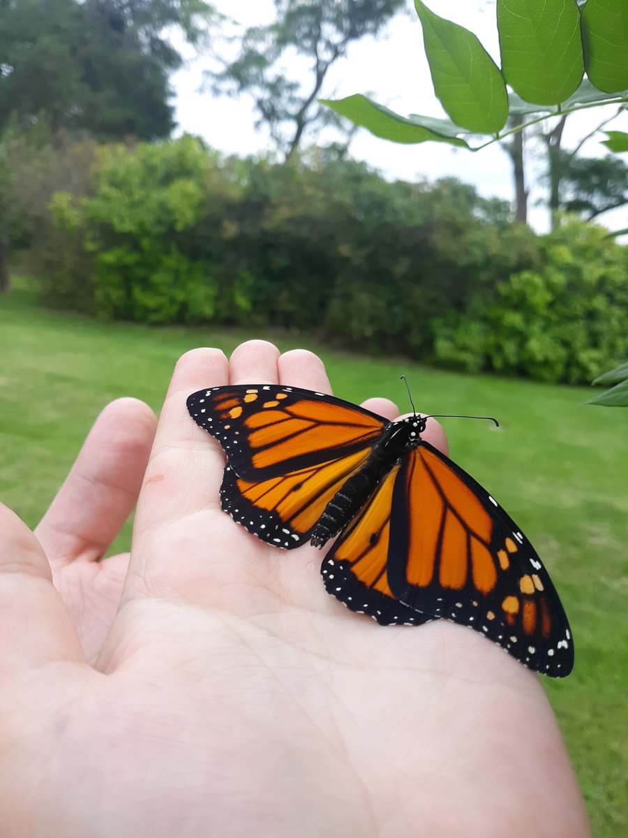 Sumwize's tweet image. Monarch butterfly has transformed &amp;amp; emerged from his chrysalis(its a male)  
Keeping him for another day(adults dont feed the first day out of chrysalis) feed him &amp;amp; release tomorrow🌻🦋