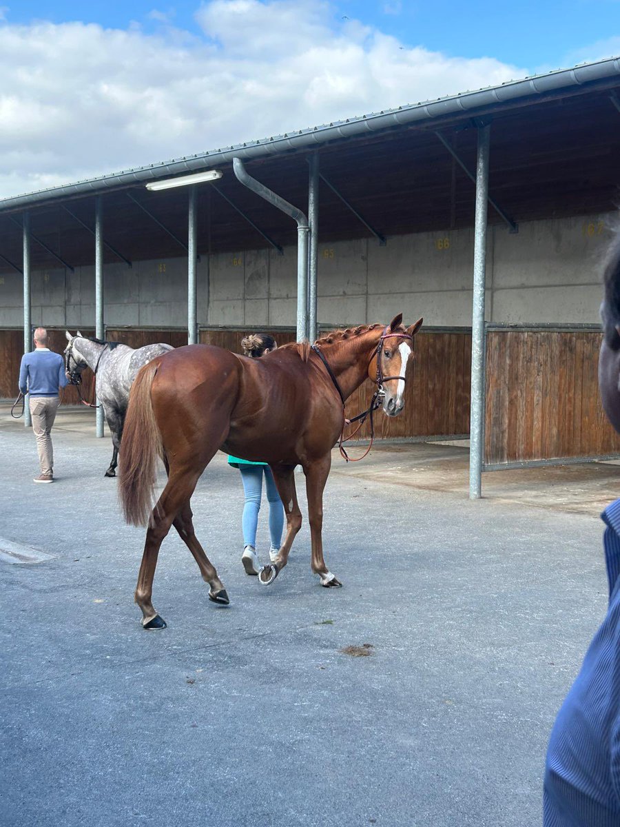 EcurieVivaldi's tweet photo. Notre Nath Show est encore une fois monté sur le podium cet après-midi à Argentan ! Il est vraiment sympa cet alezan si régulier et si attachant. Merci à l’équipe de son entraîneur S. Wattel et à sa jockette du jour Allison Massin. https://t.co/idpXkrnTyu